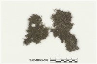 藏品(耳葉蘚屬)的圖片